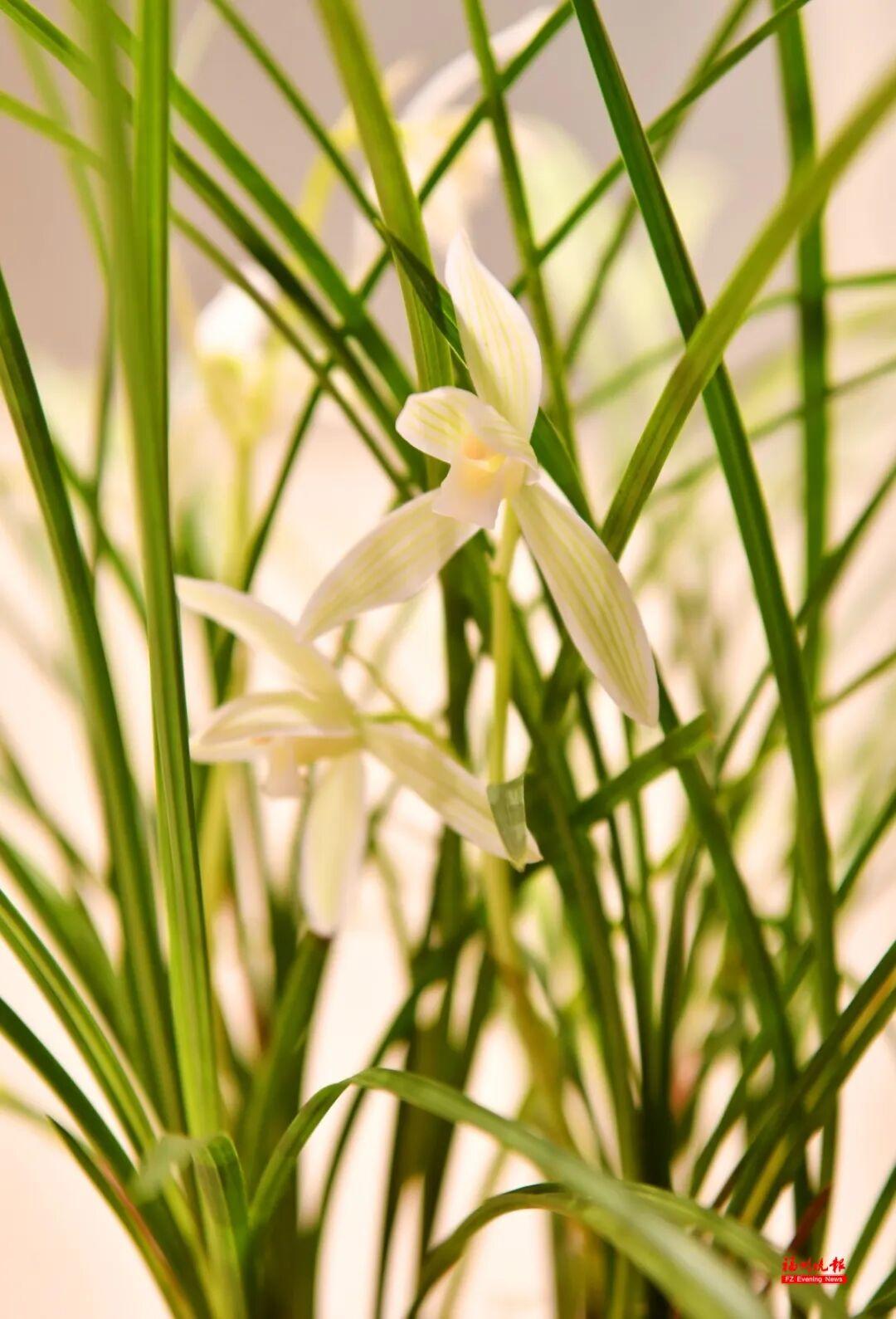 免费！去福州于山，看兰花！