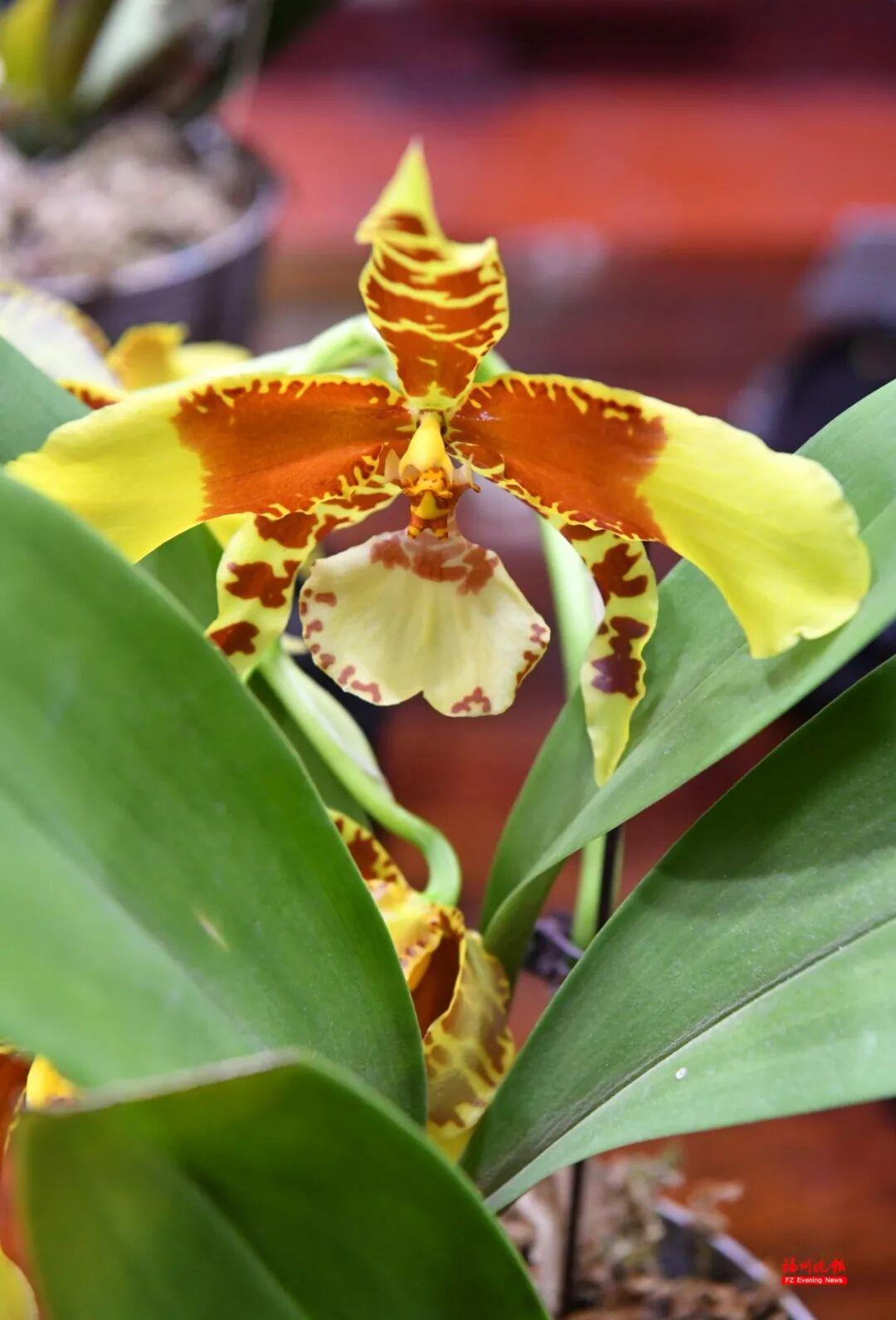 免费！去福州于山，看兰花！