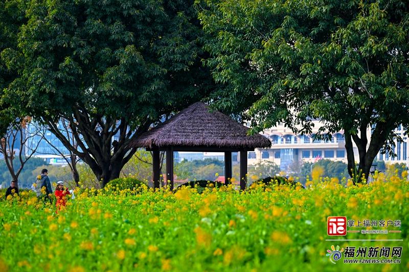 太美了！福州花海公园彩色油菜花盛放