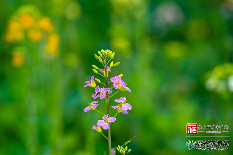 太美了！福州花海公园彩色油菜花盛放