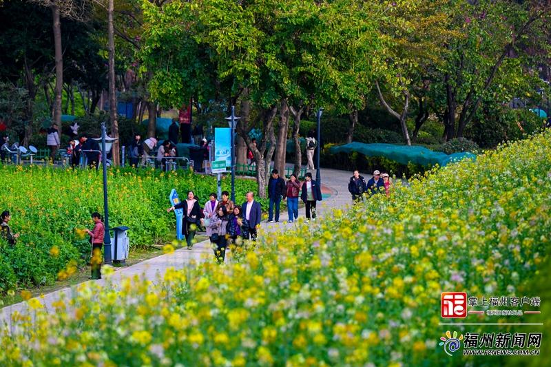 太美了！福州花海公园彩色油菜花盛放