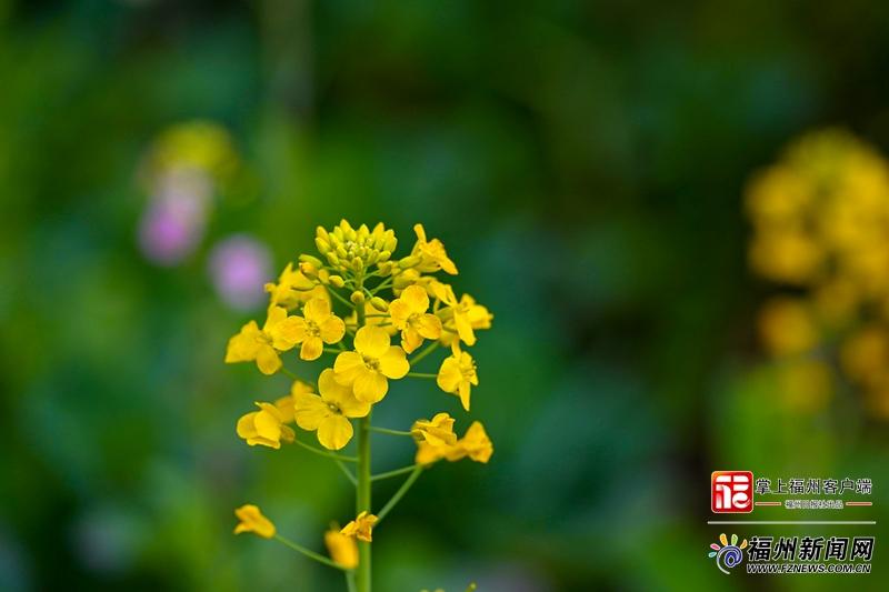 太美了！福州花海公园彩色油菜花盛放