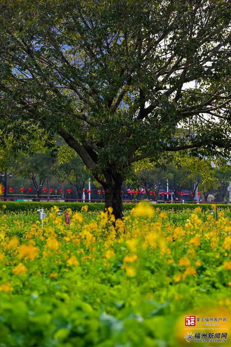 太美了！福州花海公园彩色油菜花盛放