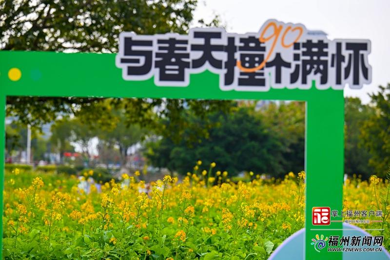 太美了！福州花海公园彩色油菜花盛放