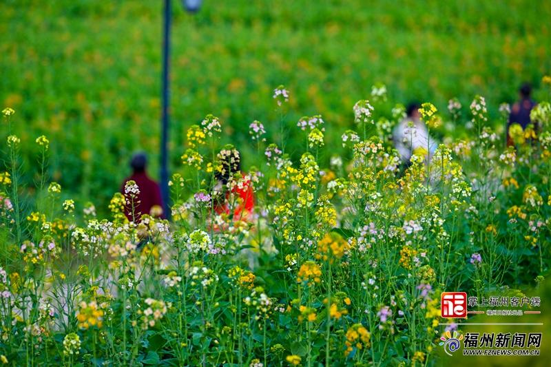 太美了！福州花海公园彩色油菜花盛放