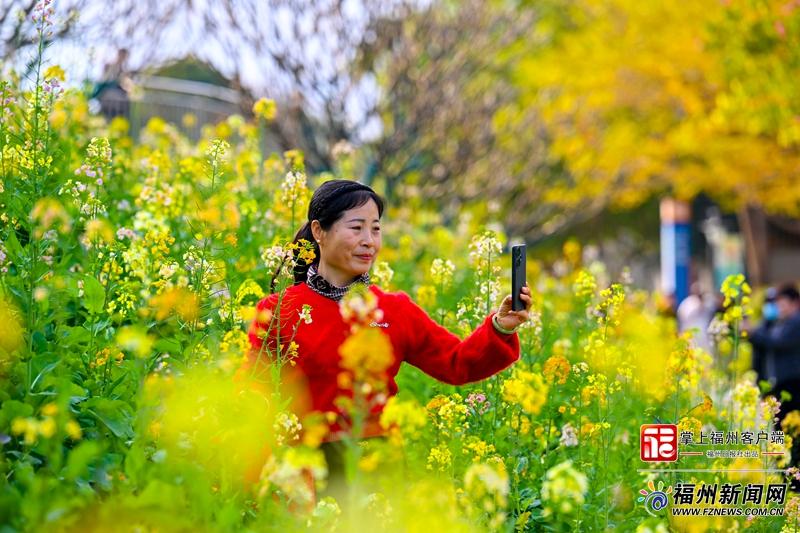 太美了！福州花海公园彩色油菜花盛放