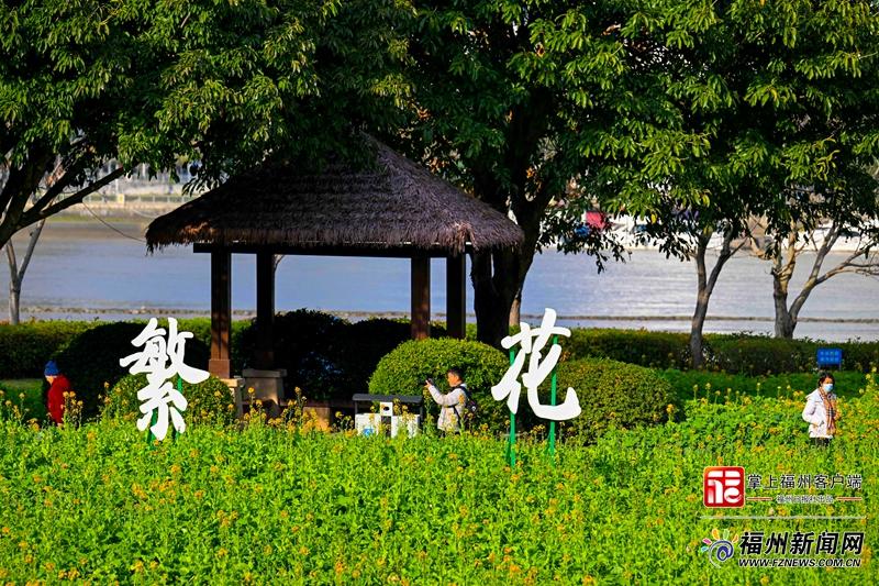 太美了！福州花海公园彩色油菜花盛放