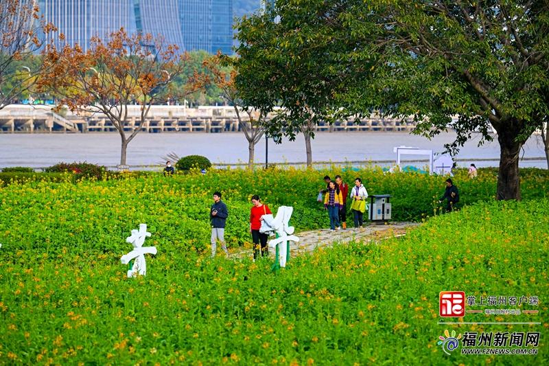 太美了！福州花海公园彩色油菜花盛放