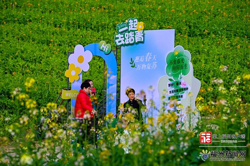 太美了！福州花海公园彩色油菜花盛放