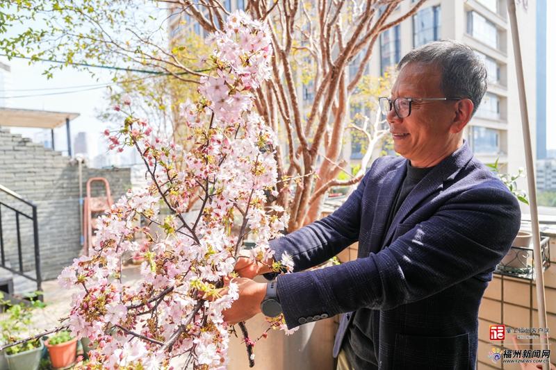 新春走基层｜他把春天“拉长”两个月，让“福州樱花”惊艳中国年