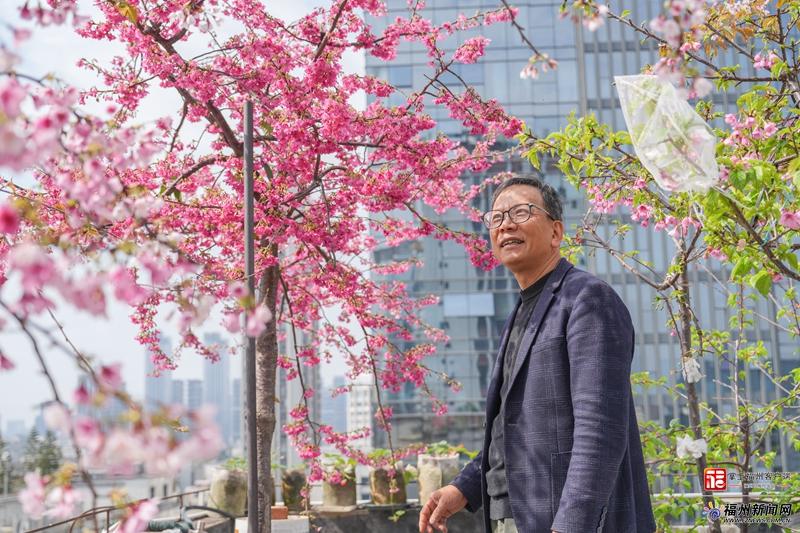 新春走基层｜他把春天“拉长”两个月，让“福州樱花”惊艳中国年