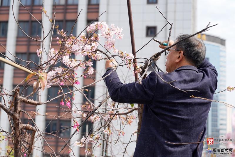 新春走基层｜他把春天“拉长”两个月，让“福州樱花”惊艳中国年