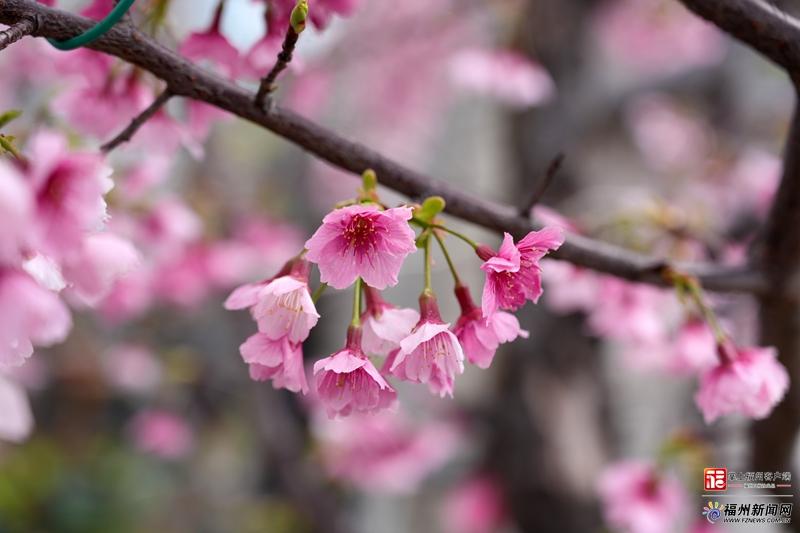 新春走基层｜他把春天“拉长”两个月，让“福州樱花”惊艳中国年