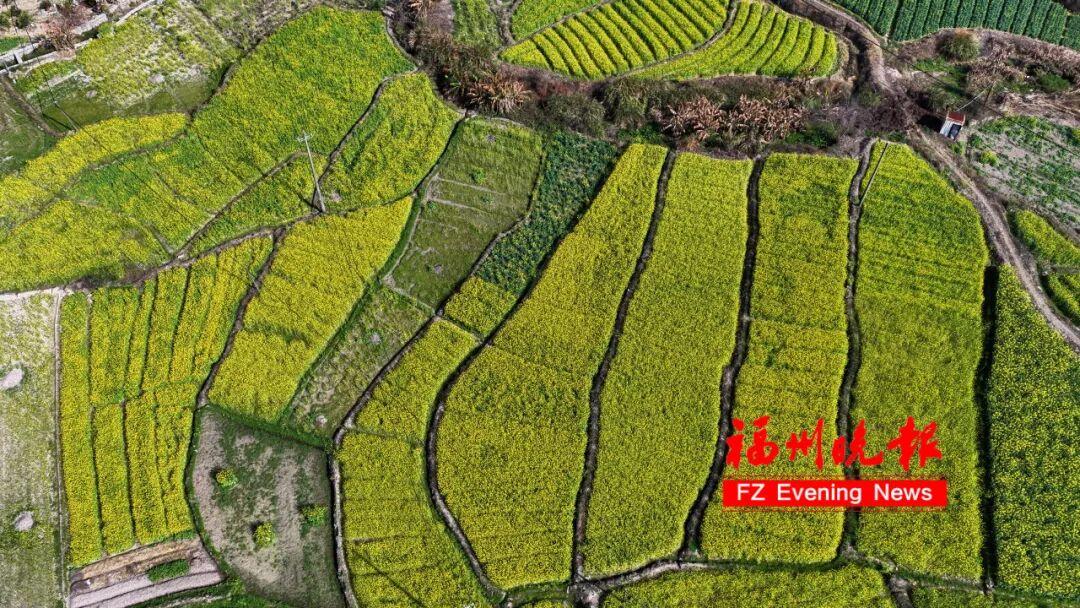 美成壁纸！福州这些金色花海，火了