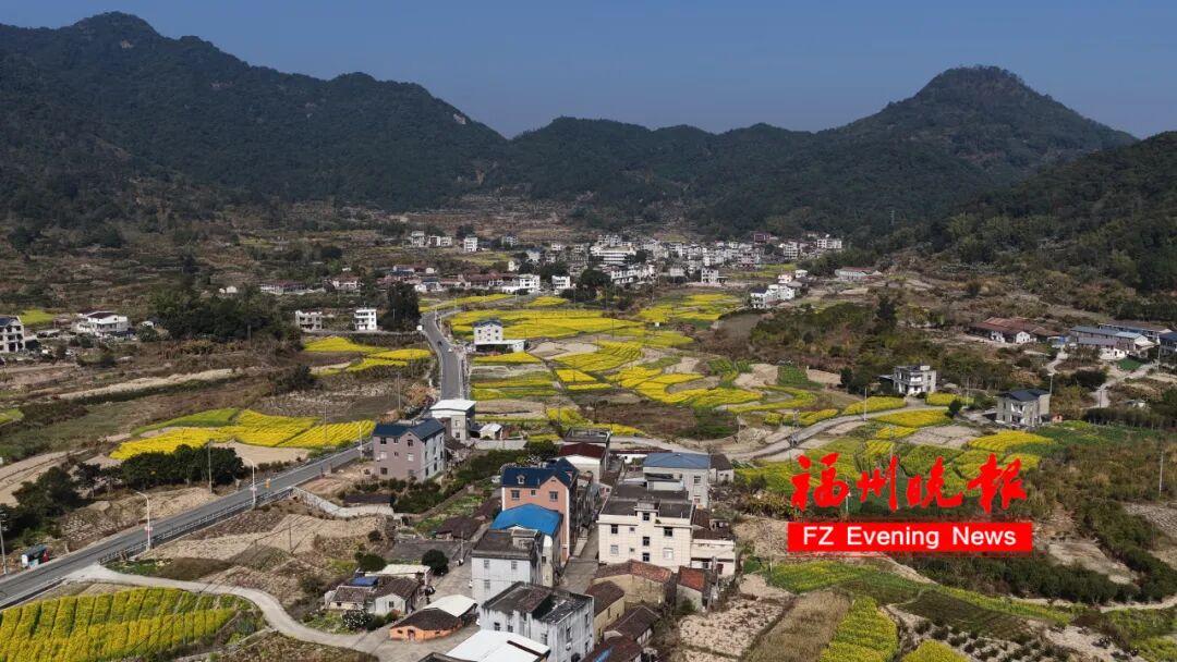 美成壁纸！福州这些金色花海，火了