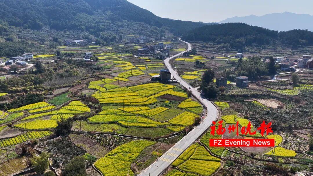 美成壁纸！福州这些金色花海，火了