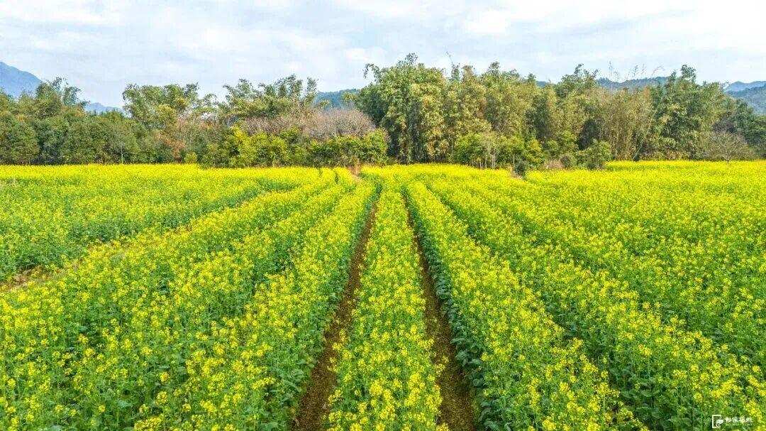 美成壁纸！福州这些金色花海，火了