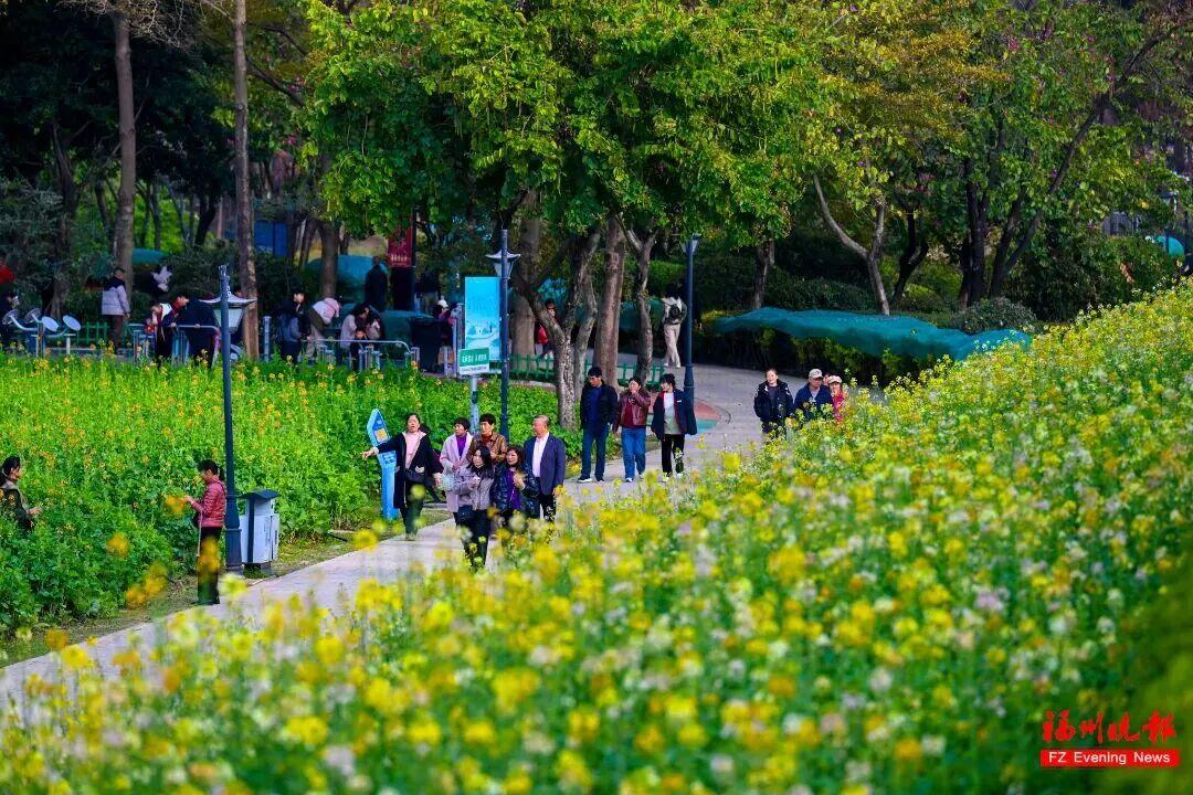 美成壁纸！福州这些金色花海，火了