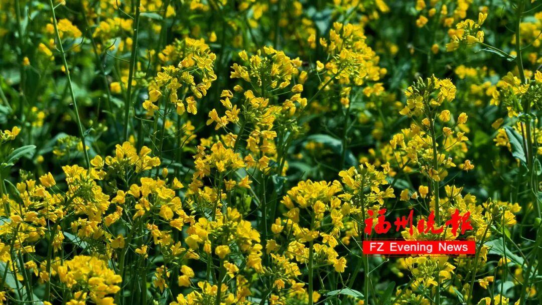 美成壁纸！福州这些金色花海，火了
