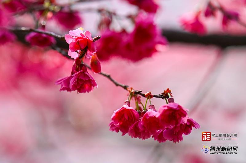 两岸樱花齐放 福州乌山日均游客数破万