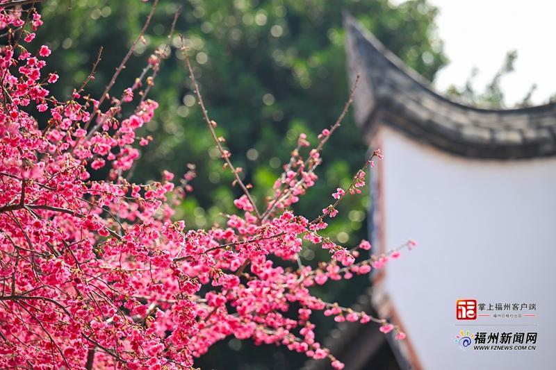 两岸樱花齐放 福州乌山日均游客数破万