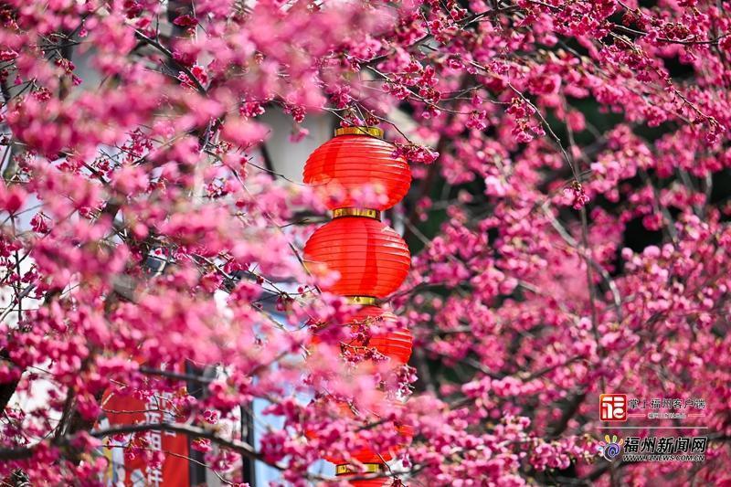两岸樱花齐放 福州乌山日均游客数破万