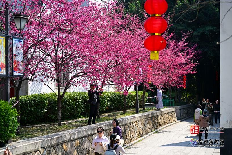 两岸樱花齐放 福州乌山日均游客数破万