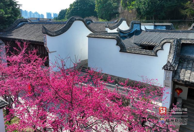 两岸樱花齐放 福州乌山日均游客数破万