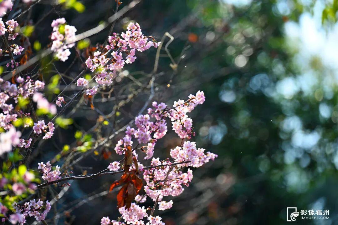 春日浪漫！福州这里上演鲜花“盛宴”