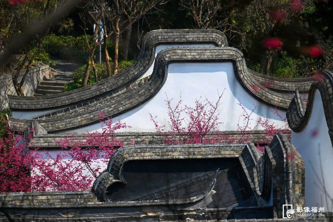 春日浪漫！福州这里上演鲜花“盛宴”