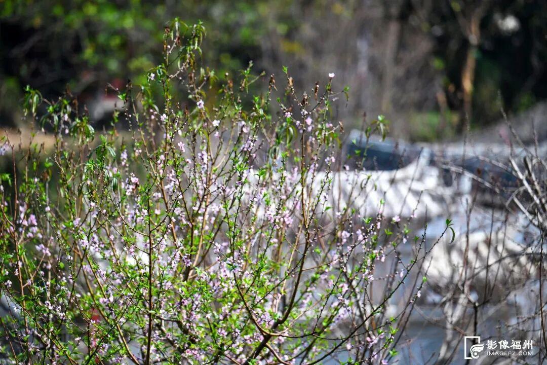 春日浪漫！福州这里上演鲜花“盛宴”