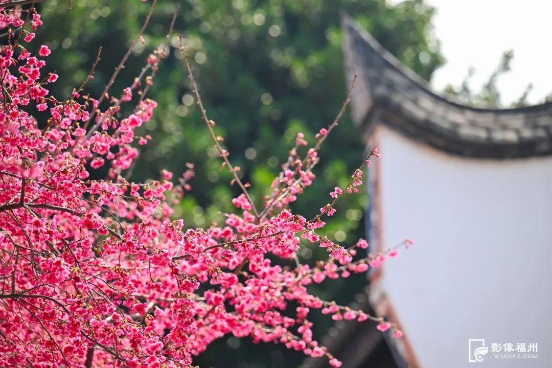 春日浪漫！福州这里上演鲜花“盛宴”