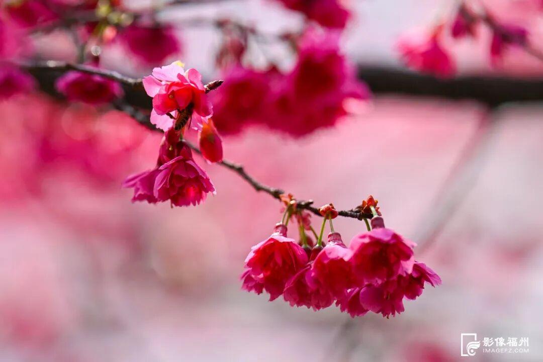 春日浪漫！福州这里上演鲜花“盛宴”