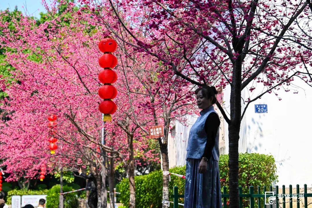 春日浪漫！福州这里上演鲜花“盛宴”