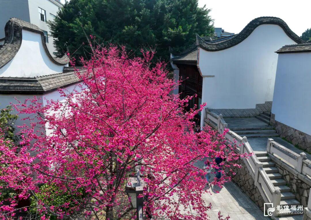 春日浪漫！福州这里上演鲜花“盛宴”