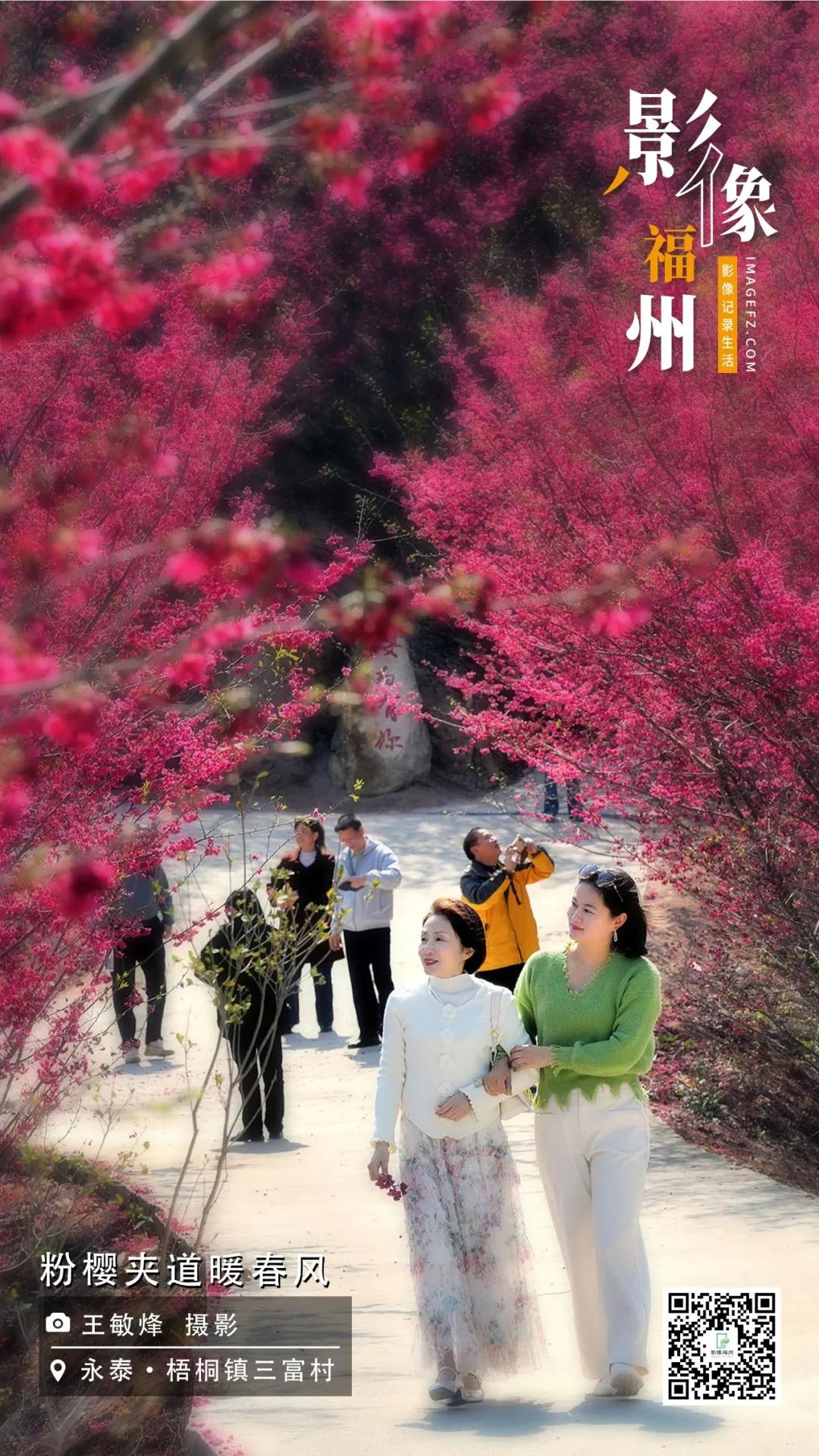 影像福州丨粉樱夹道暖春风