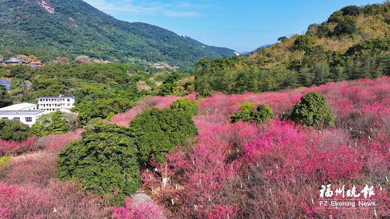 福清灵石山万株山樱花盛放