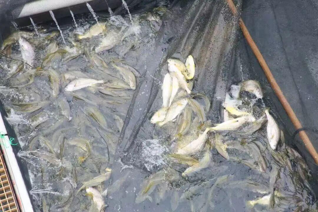 以海产“粮”，划洋为“仓”！福州新区（长乐区）再添“深海豪宅”