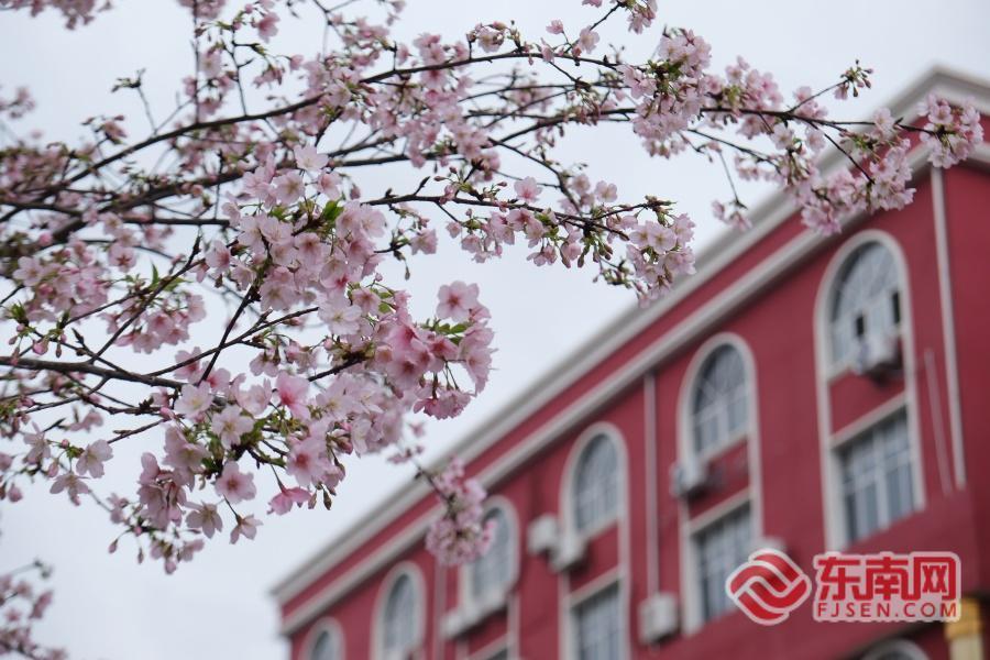福州金岩路樱花盛放 成市民节后“心理充电”宝地