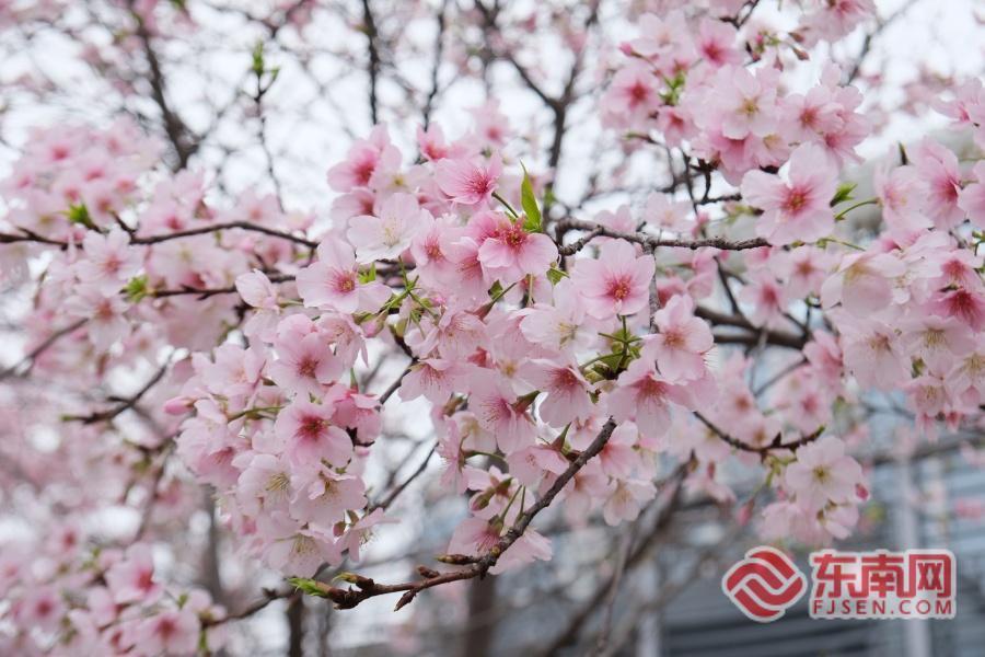 福州金岩路樱花盛放 成市民节后“心理充电”宝地