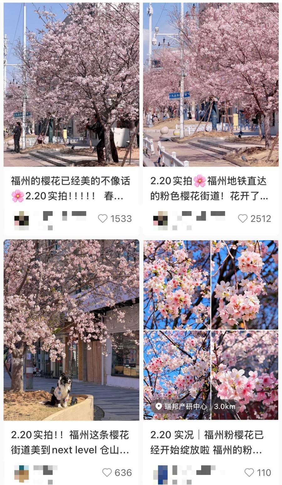 福州金岩路樱花盛放 成市民节后“心理充电”宝地