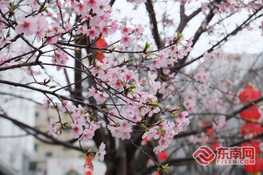 福州金岩路樱花盛放 成市民节后“心理充电”宝地
