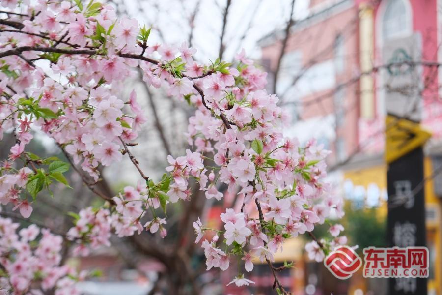 福州金岩路樱花盛放 成市民节后“心理充电”宝地