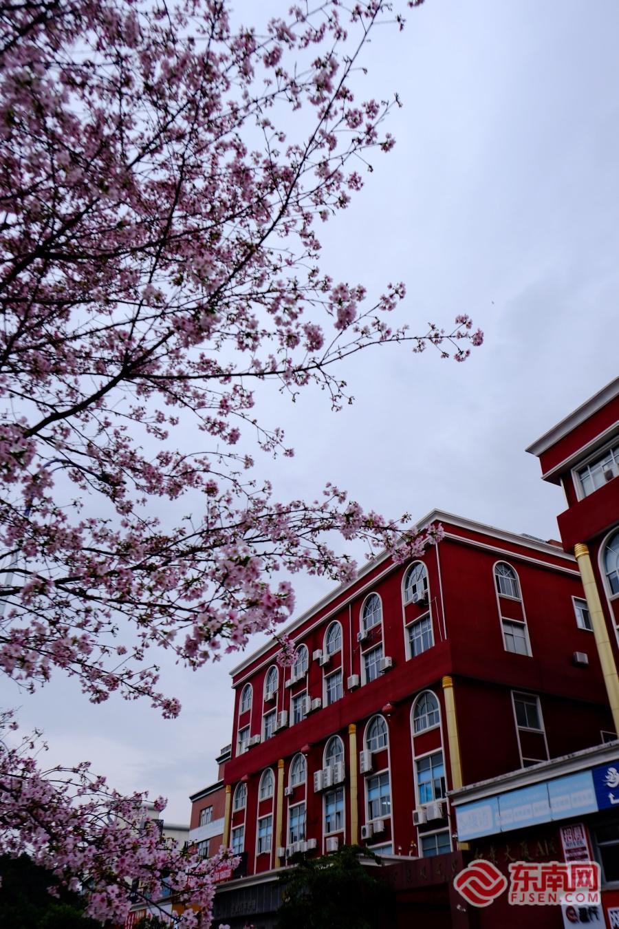 福州金岩路樱花盛放 成市民节后“心理充电”宝地