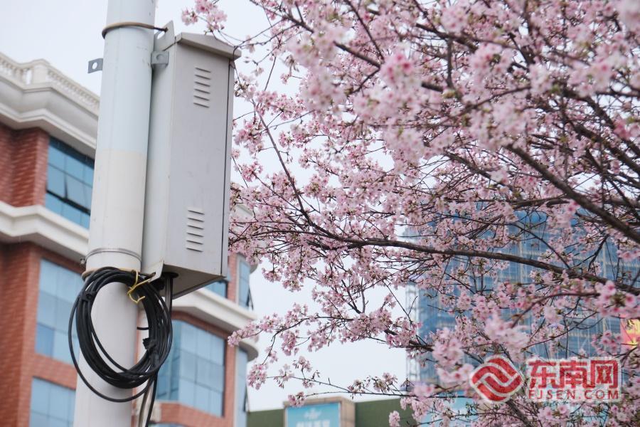 福州金岩路樱花盛放 成市民节后“心理充电”宝地