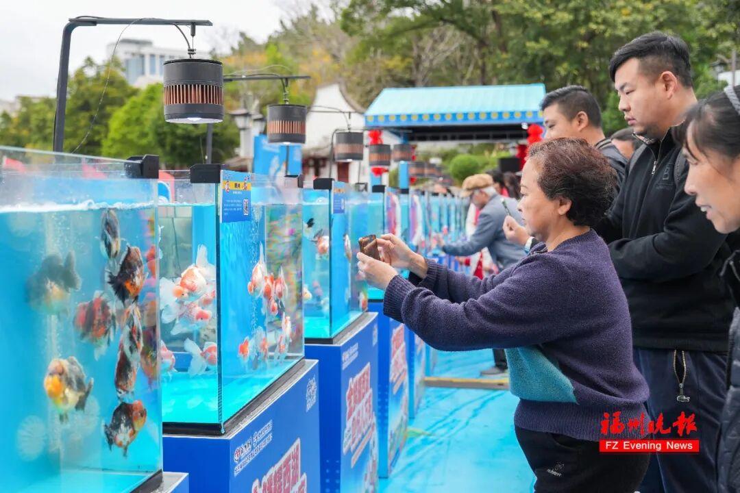 免费！福州西湖公园上新！五福金鱼来了！