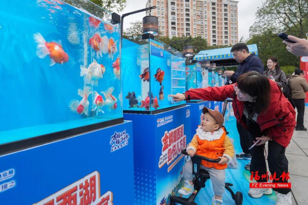 免费！福州西湖公园上新！五福金鱼来了！