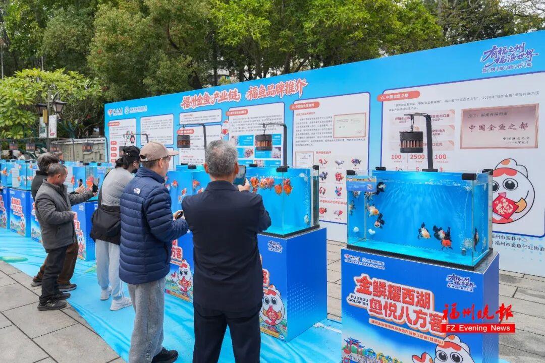 免费！福州西湖公园上新！五福金鱼来了！