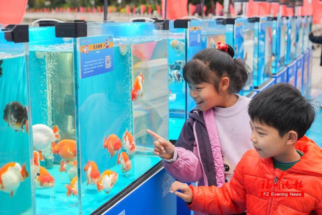 免费！福州西湖公园上新！五福金鱼来了！