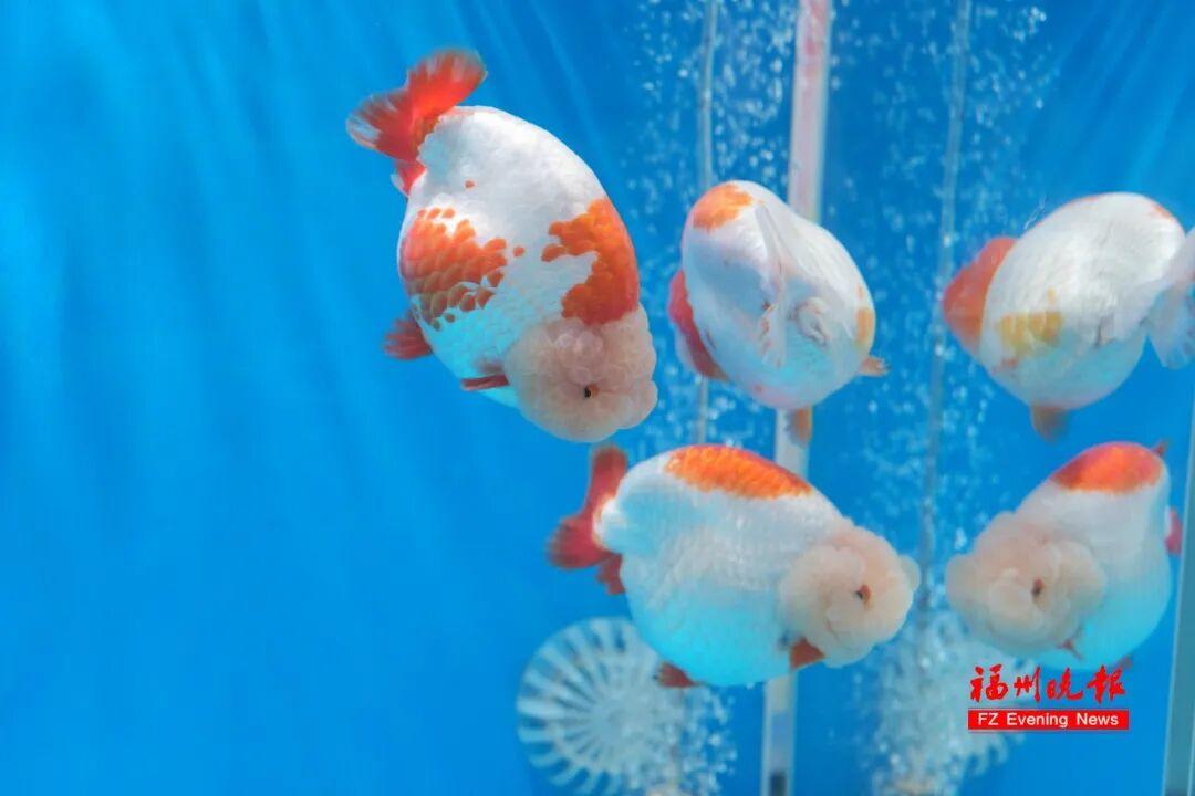 免费！福州西湖公园上新！五福金鱼来了！